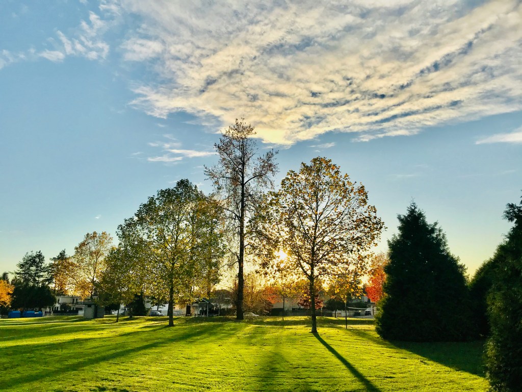 A tree in a green environment symbolizing healthy learning environment. Decorative picture.